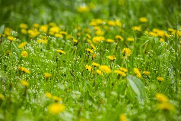 Dandelions in field