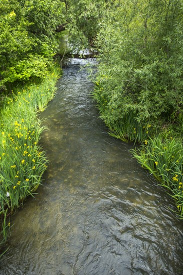 River flowing in forest