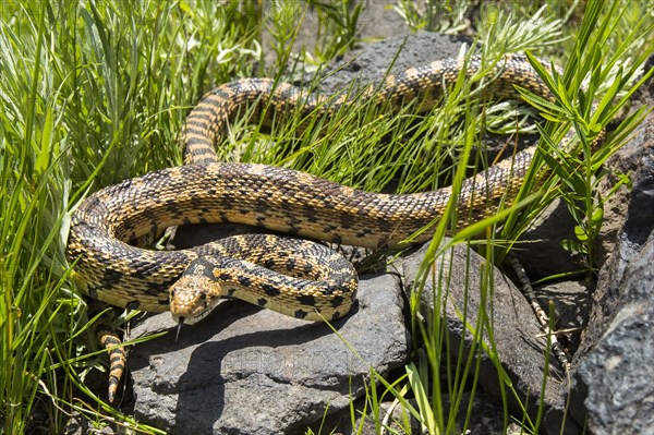 Snake coiled on rocks in grass