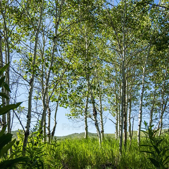 Trees in forest