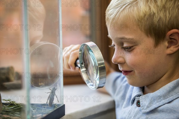 Caucasian boy examining grasshopper with magnifying glass