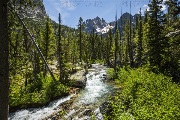 River in mountain forest