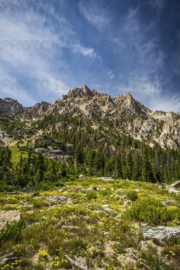 Trees on mountain