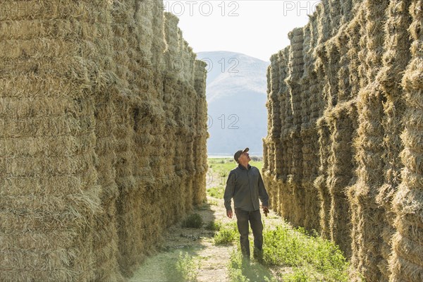 Caucasian farmer checking stacks of hay