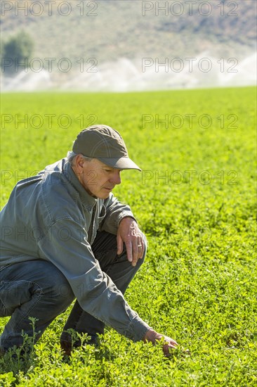 Crouching Caucasian farmer checking crop in field