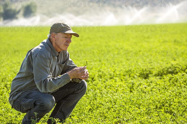 Crouching Caucasian farmer checking crop in field