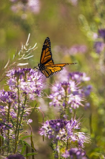 Butterfly on purple flower