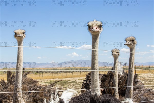 Portrait of ostriches behind fence