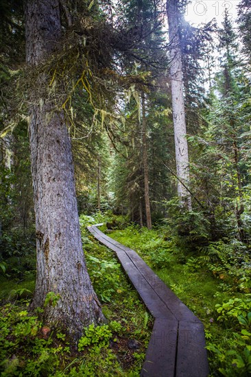 Wooden boardwalk in forest