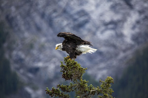 Bald eagle spreading wings on tree branch