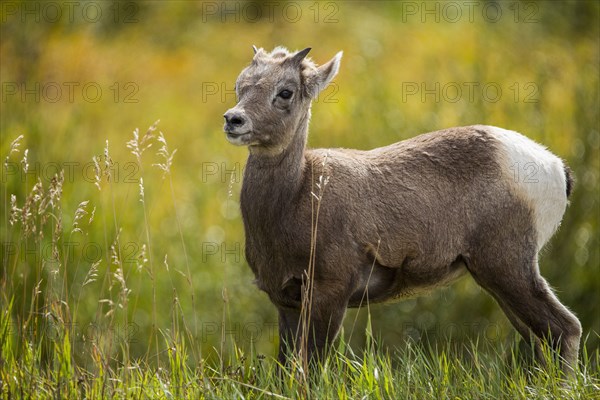 Bighorn sheep standing in grass field