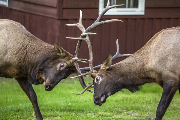 Elk sparring near house