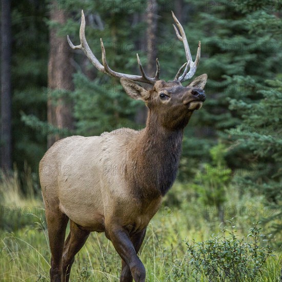 Elk walking in forest