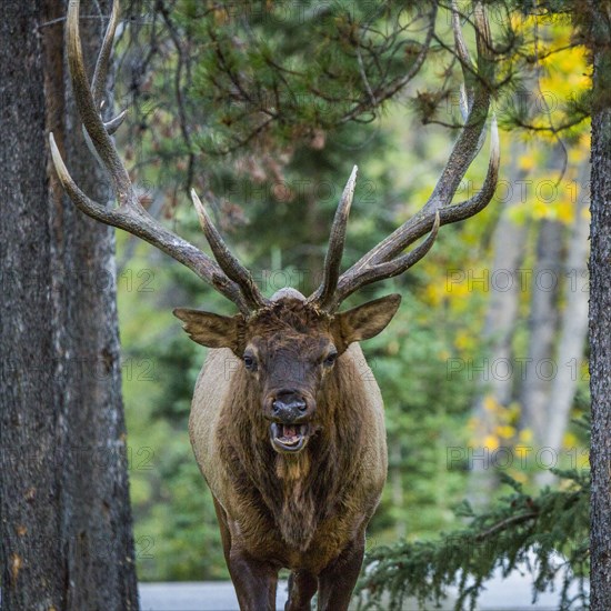 Portrait of elk near road