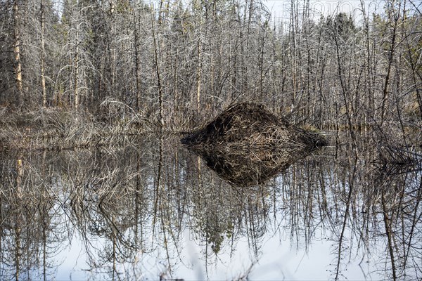 Reflection of dam and trees in lake