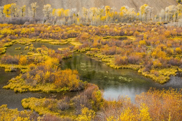 Autumn leaves near pond