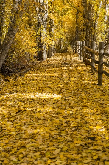 Wooden fence in autumn