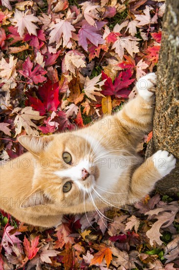 Cat clawing tree in autumn leaves