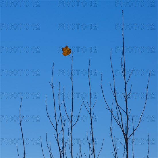 Autumn leaf on branch against blue sky