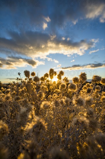 Close up of brown flowers at sunset