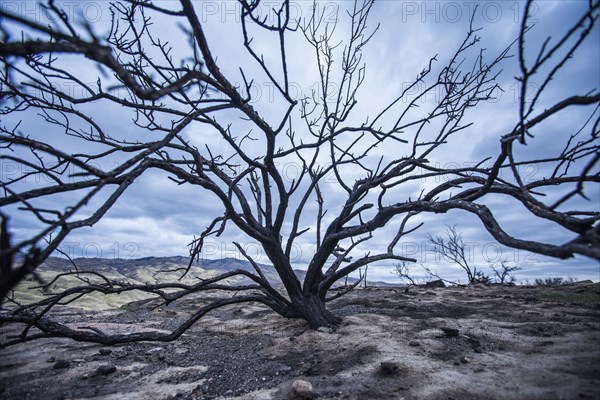 Branches of barren tree in landscape