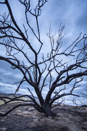 Branches of barren tree in landscape