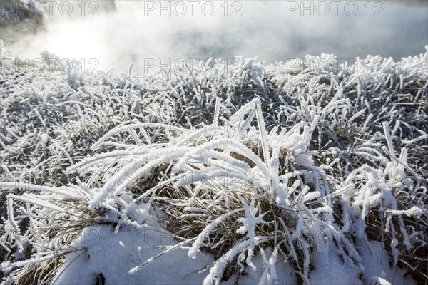 Frost on foliage at steaming hot springs