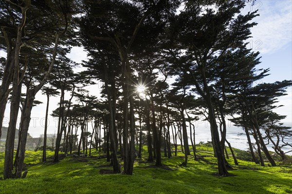 Sunbeams through trees near ocean