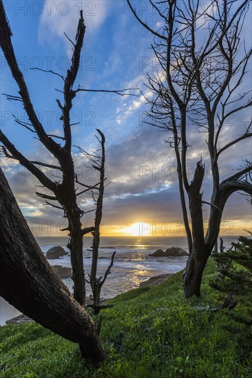 Trees on hill near ocean at sunset