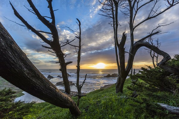 Trees on hill near ocean at sunset