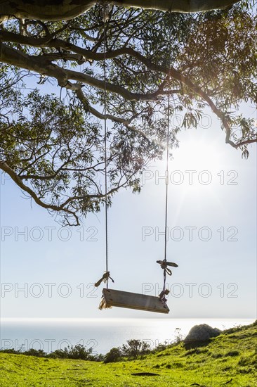 Tree swing near ocean