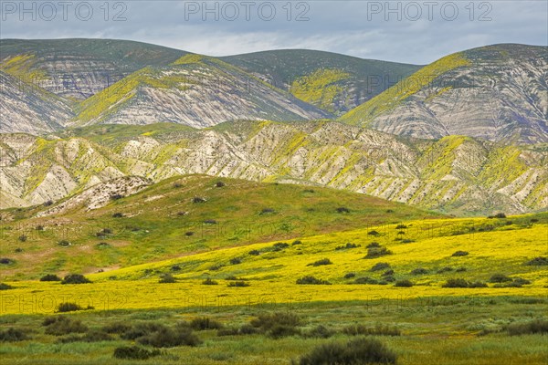 Green rolling landscape