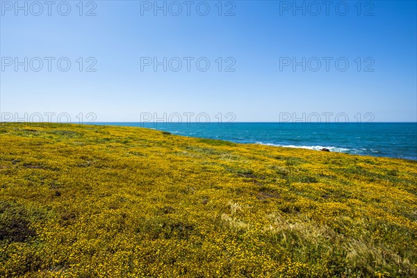 Wildflowers near ocean