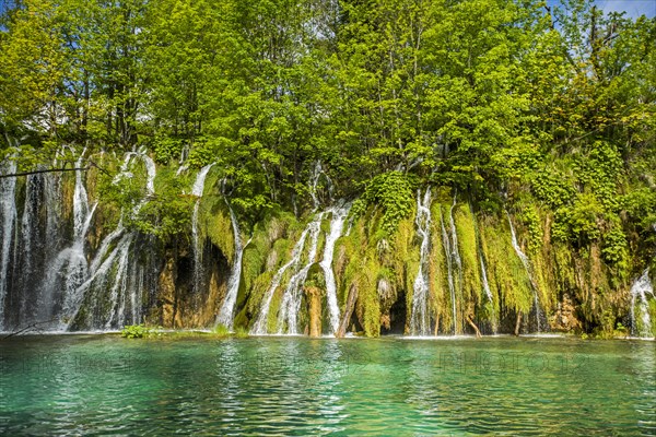 Trees over waterfalls