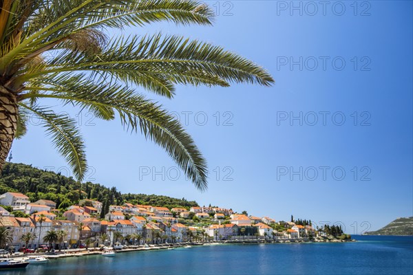 Palm tree at tranquil waterfront