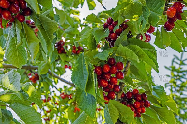 Cherries on tree branch