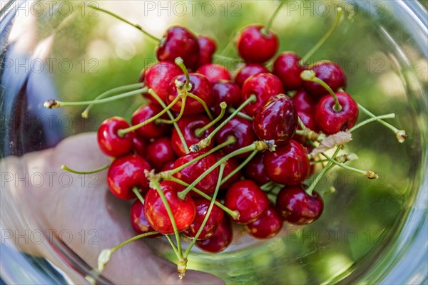 Cherries in a bowl