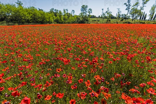 Field of red flowers