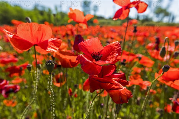 Close up of red flowers