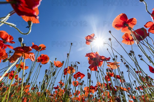 Sunshine on red flowers