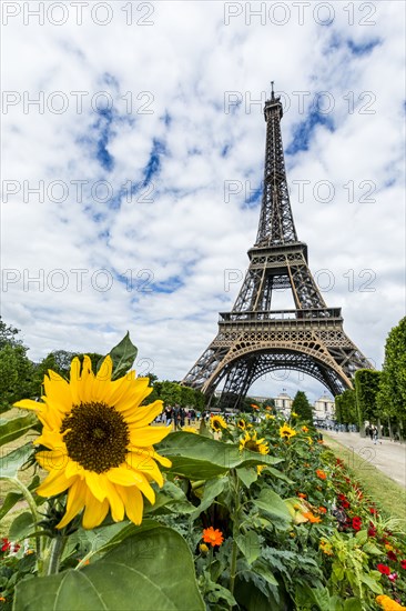 Row of flowers near Eiffel Tower