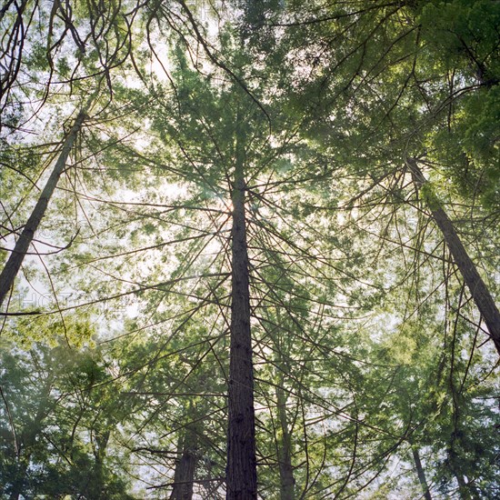 Sunny sky through trees in forest