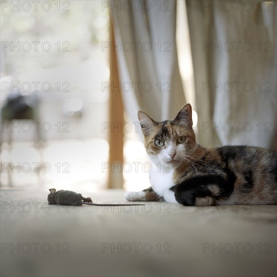 Cat on floor with dead mouse