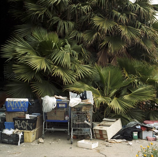 Trash and shopping carts underneath palm tree