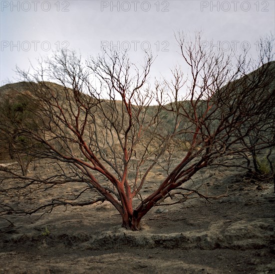 Bare tree in remote area