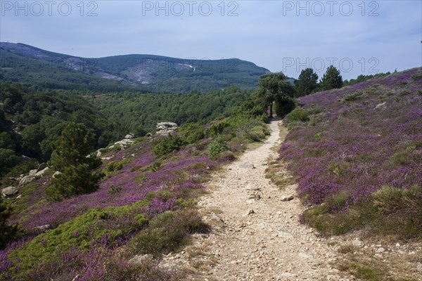 Dirt path on rural hillside