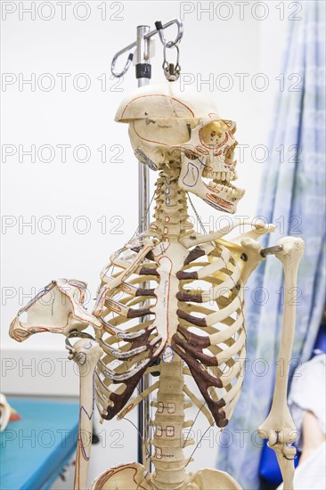 Anatomical skeleton looking away