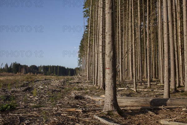 Bare trees growing in rural forest