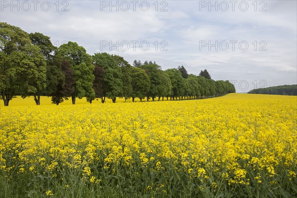 Field of flowers in rural landscape