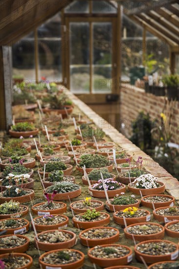 Potted seedlings growing in greenhouse